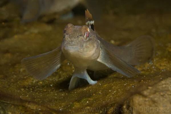 Neogobius melanostomus - hlaváč černotlamý