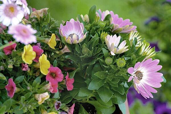Minipetunie, Mini-Petunie, Zaubergloeckchen, Petunie, Callibrachoa, Callibrachoa-Hybride, Petunia-Hybride, Petunia, Millionbells