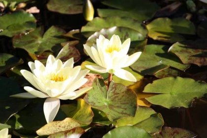 Zazimování vodních rostlin v jezírku | Koupací jezírka - Příroda do vaší zahrady