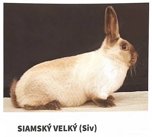 Nejčastější plemena králíků v ČR a jakého si vybrat - Králičí deník | Králičí deník