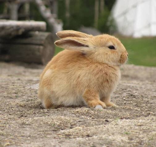 Súbor:Bunny in zoo.jpg – Wikipédia
