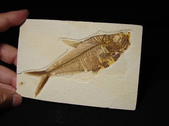 Fosilní ryba - Diplomystus dentatus 14 cm - Obrázek 4