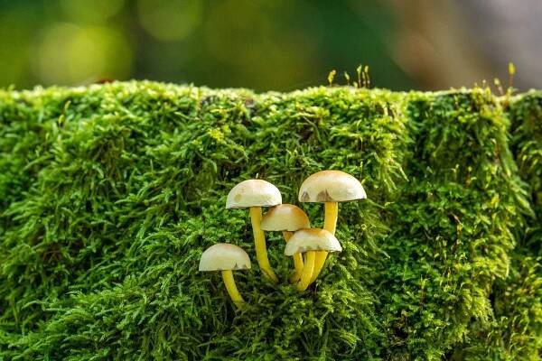 Exploring Psilocybin's Role in Skin Health and Treatment