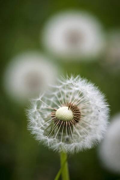 Beautiful close up image of dandelion seed head on lush green ba