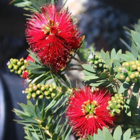 Callistemon citrinus 'Little John' - Dwarf Bottlebrush - Mid Valley Trees