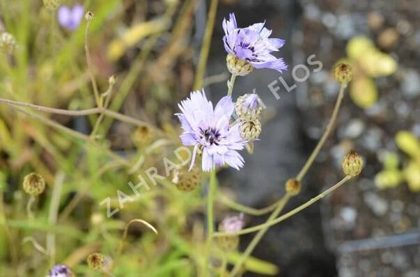 Poblekla modrá - Catananche caerulea