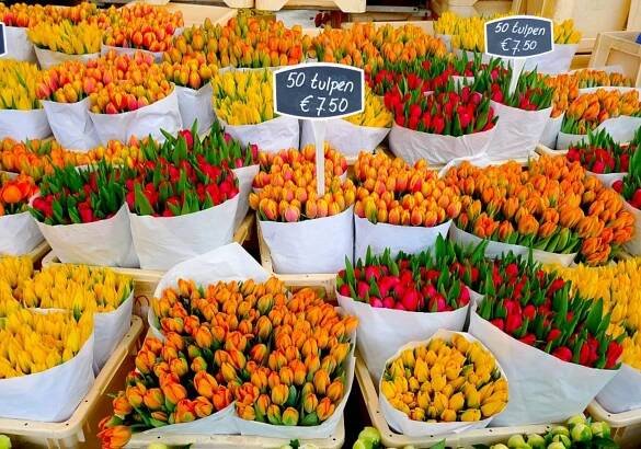 Holandsko - Země Tulipánů
