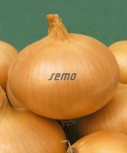Cibule kuchyňská Hiberna, zelenina semo prodej, osivo, semena