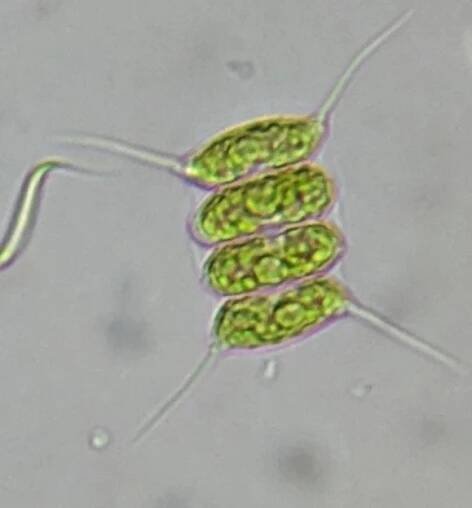 Desmodesmus - Wikipedia