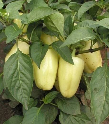 Paprika Amy - Capsicum Annuum - semena - 120 ks