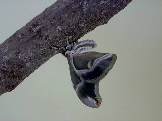 Obrázek - Samia cynthia (martináč pajasanový) | BioLib.cz