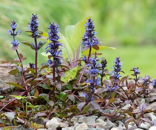 Ajuga reptans, Ajuga &lsquo;Chocolate Chip&rsquo;