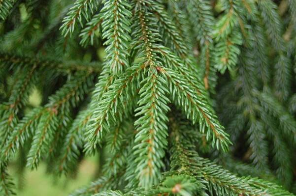 picea-orientalis-aurea-leaf