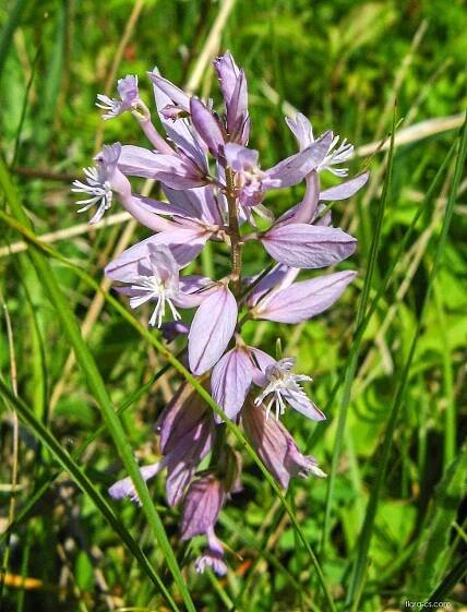 Vítod větší (Polygala major)