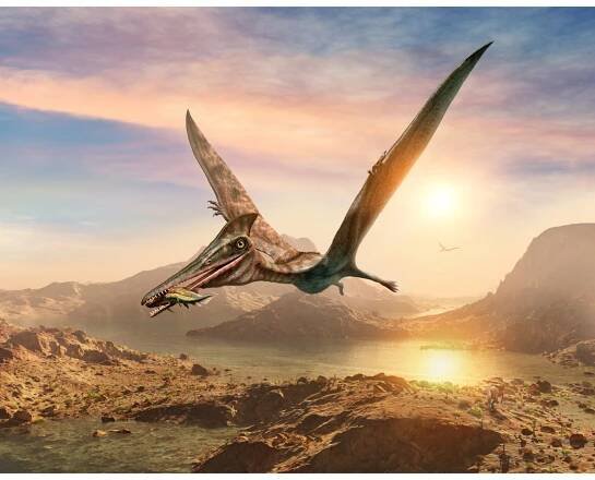 Pterodactylus