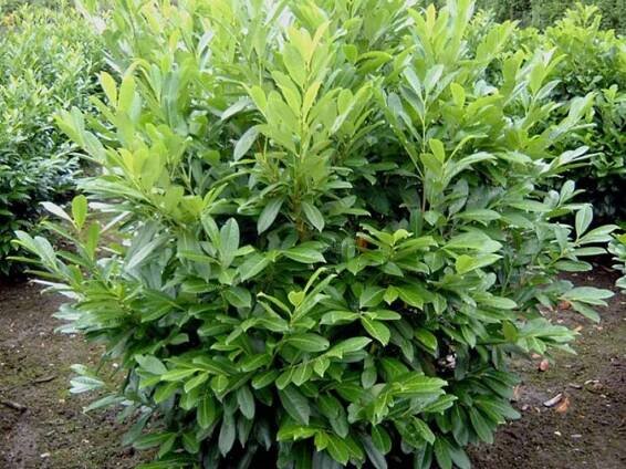 2685-bobkovisen-lekarska-caucasica-prunus-laurocerasus-caucasica.jpg