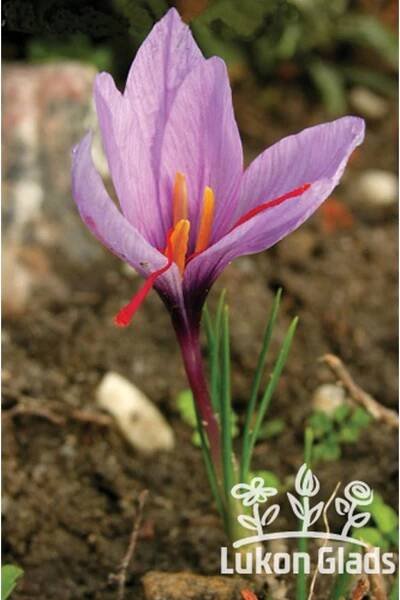 Crocus sativus - podzimní šafrán - Lukon Glads s.r.o.