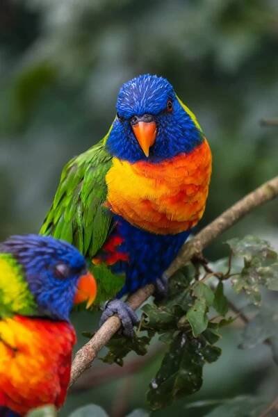 Household Dangers to Birds - C.A.R.E., Inc.