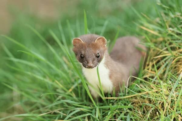 Stoat - Top Facts, Diet & Habitat Information