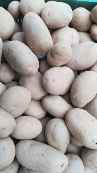 2478_brambory_4.jpg