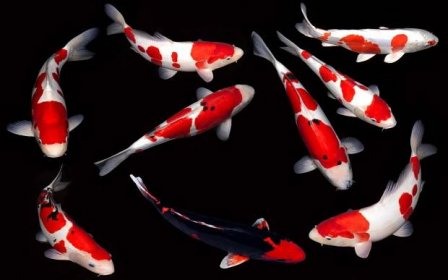 8 red and 1 black koi fish