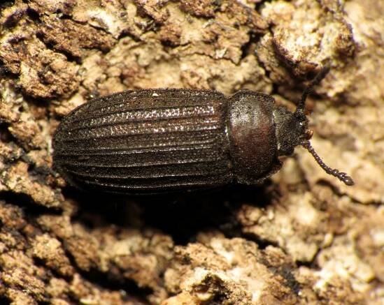 Lophocateridae