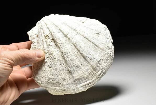 fosilní hřebenatka - Pecten gigant | minerals-fossils.cz