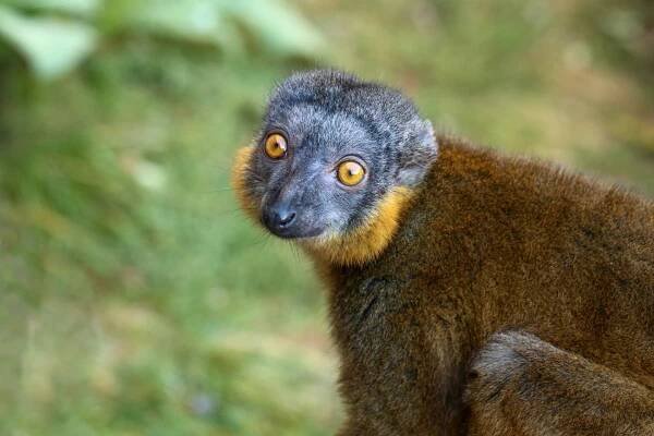 Zoopark Zájezd – za zvířaty a poučením do rodinné zoo
