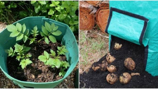 Návod na pěstování brambor v pytlích, který dá úrodu na balkoně