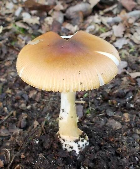 muchomůrka ryšavá – Amanita fulva, Praha - Hřebenka - foto: Markéta Vlčková