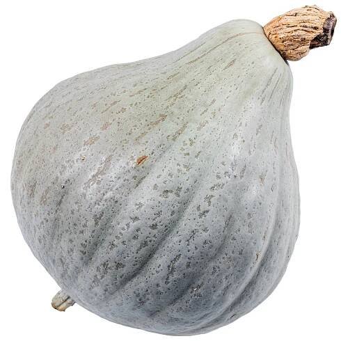 Tykev Baby Blue – Cucurbita maxima – osivo tykve