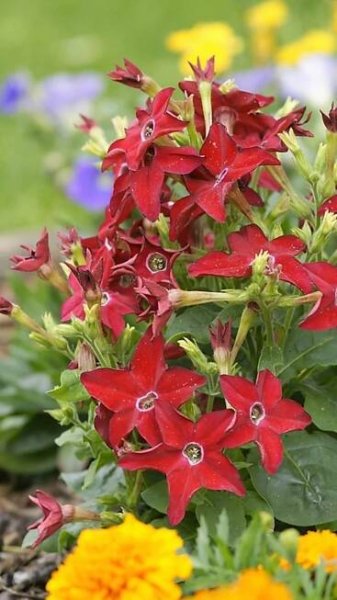 Rod Nicotiana má zhruba 60 známých druhů, pocházejících většinou z tropických oblastí