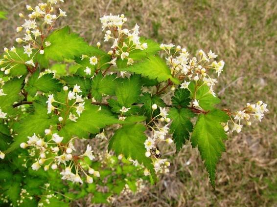 Korunatka "STEPHANANDRA INCISA" 