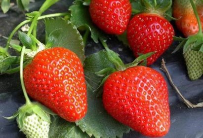 Zralé jahody odrůdy Clery pro pěstování v Bělorusku