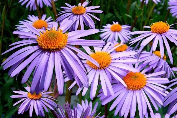 Mauve Aster Flowers Bloom Wallpaper