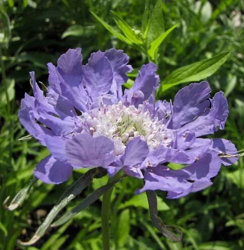 Caucasian Pincushion Flower