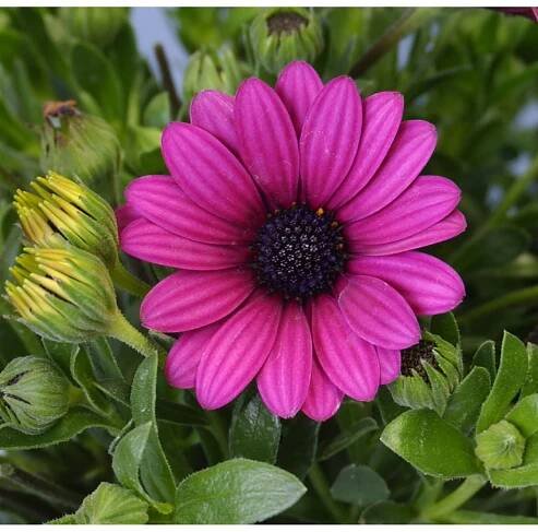 OBI Kapská kopretina výška cca 25-30 cm průměr cca 19 cm Osteospermum