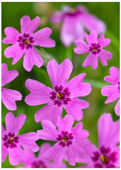 Phlox subulata SAMSON - plamenka šídlovitá, flox - Lukon Glads s.r.o.