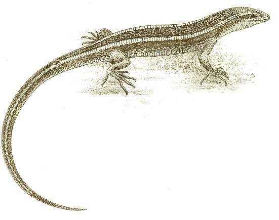 New Zealand striped skink