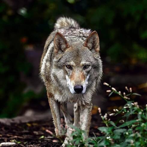 24. Wolf innerhalb von dreieinhalb Jahren in Kärnten abgeschossen