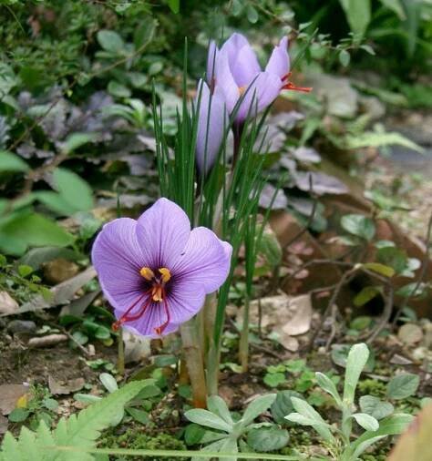 Soubor:Crocus sativus1.jpg – Wikipedie