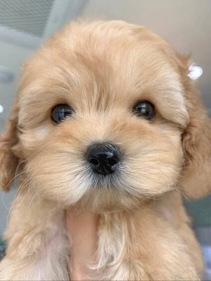 Maltipoo – Oh! puppyday