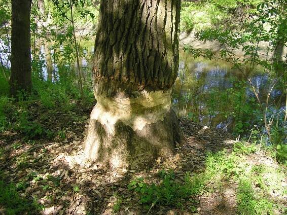 Mikulčice - Valy - Hradiště