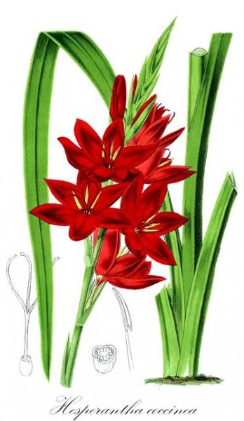 Hesperantha coccinea - Iridaceae,Plantae,Pteridobiotina,Angiosperms,Asparagales,Iridaceae,Hesperantha,Hesperantha coccinea,Schizostylis coccinea, Schizostylis ixioides, Schizostylis pauciflora,Kaffernlilie;Spaltgriffel