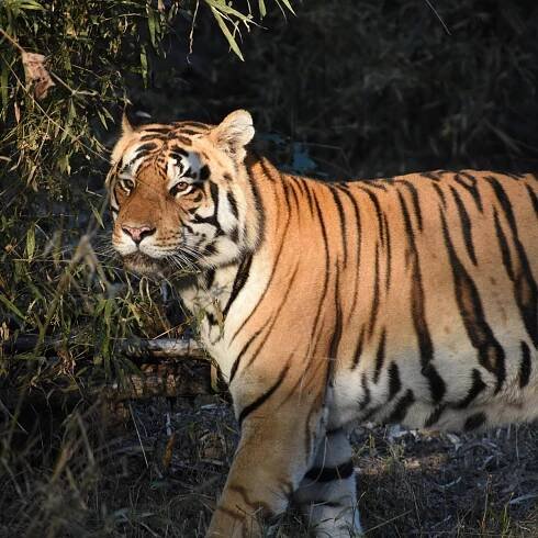Eye of the tiger: Why spotting these iconic big cats in India has never been easier