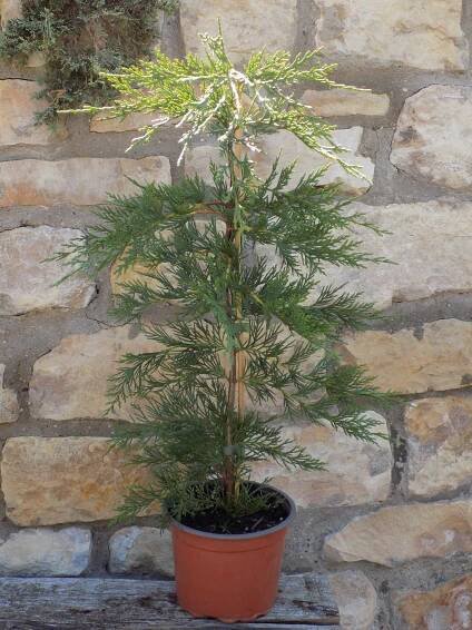 × Cupressocyparis leylandii