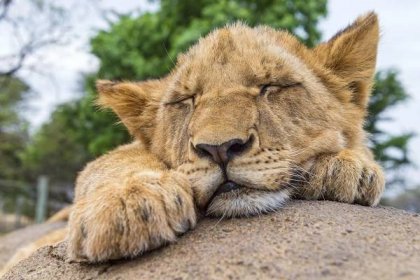 Zlínská zoo chystá stavbu záchranného centra pro lvy. Může na něj přispět i veřejnost