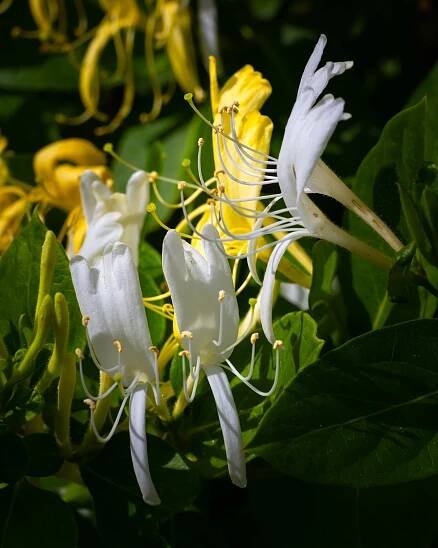 Honeysuckle - West Valley, UT