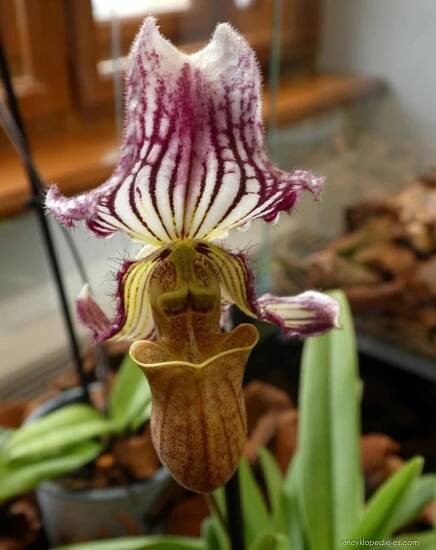 Střevíčníkovec - Paphiopedilum fairrieanum