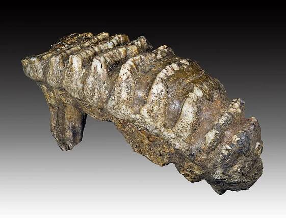 File:Molaire de stegodon.jpg - Wikimedia Commons